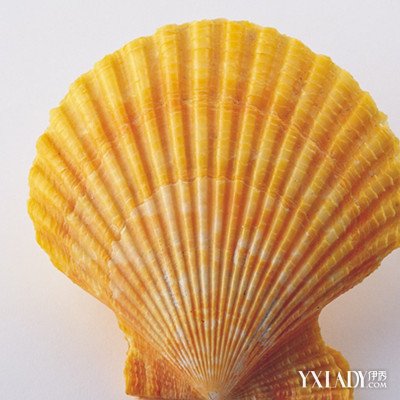 【图】贝壳的种类有哪些 带你了解美丽的贝壳种类