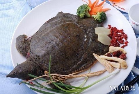 [图]土豪金甲鱼奢华雍容照样能吃 甲鱼药膳滋阴