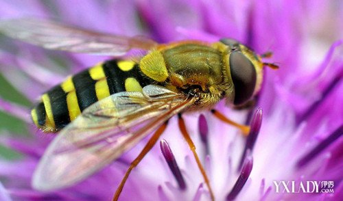 【图】蜜蜂消肿快方法有哪些? 5种方法教你迅速消肿