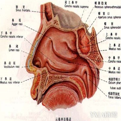 【图】欣赏鼻子解剖图大全 介绍鼻子各种作用