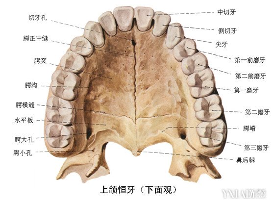 【图】为什么不要轻易拔牙根 保存牙根的3个意义