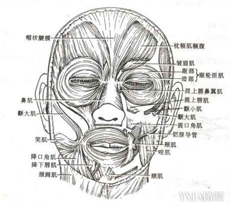 【图】面部解剖图大展示 带你深入了解人类的面部
