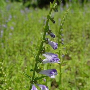 各种癌症   半枝莲30克,白花蛇舌草15克,山慈菇10克,蚤休10克,龙葵草