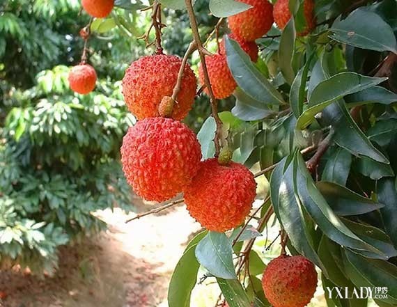 【图】吃荔枝有什么好处 荔枝的功效与作用有