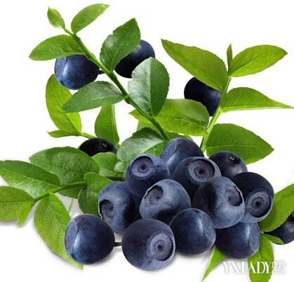 【图】蓝莓的功效与作用 蓝莓的食用方法 新鲜