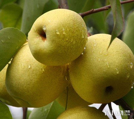 【图】梨能减肥吗 吃梨的四大好处以及三种快