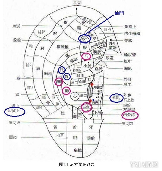 【图】按摩耳朵减肥图 按按耳朵就能减肥的方