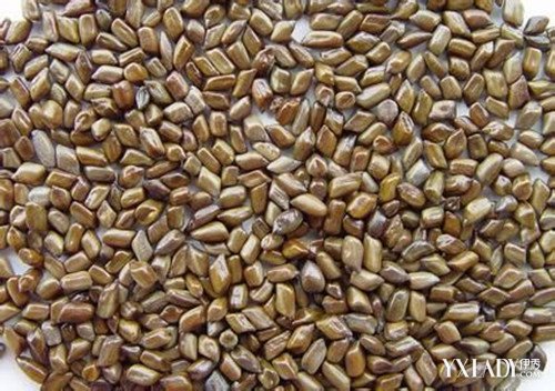 【图】决明子怎么喝可以减肥 你不知道的绿色