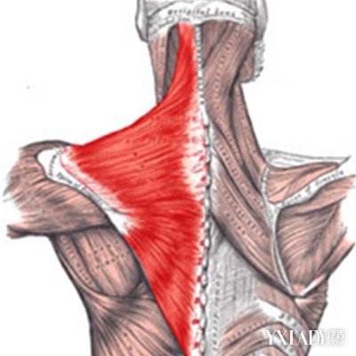 【图】肩胛提肌的介绍 了解肩胛提肌的作用及护理方法