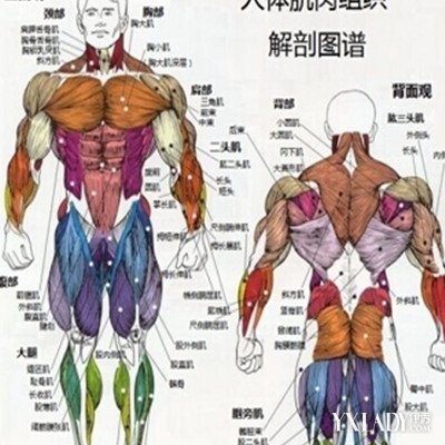 【图】收集人体肌肉分布图 人体肌肉有什么作用?