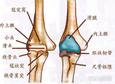 【图】肘关节骨伤科 局部探究解剖图