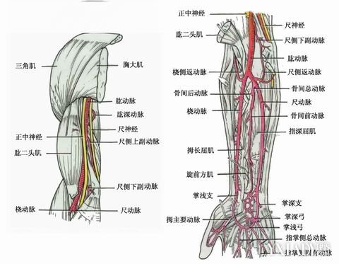 【图】肘关节骨伤科 局部探究解剖图