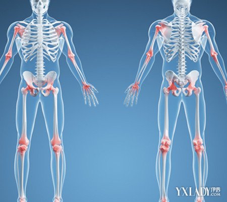 【图】人体骨骼图片欣赏 小编教你如何保护骨骼