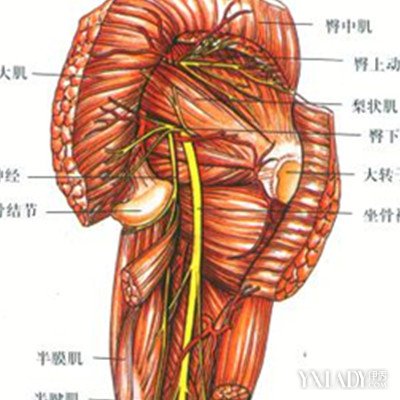 【图】梨状肌图片大全 教你如何治疗梨状肌