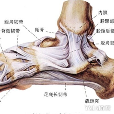 【图】韧带拉伤的详细介绍 展示它的3大鉴别诊断