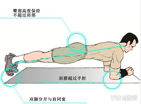 【图】平板支撑肌肉示意图 正确动作瘦全身