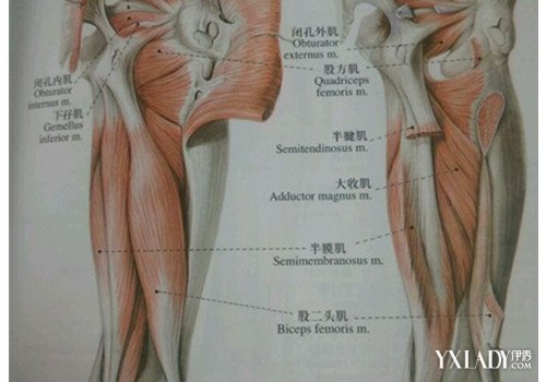 【图】腿部肌肉图解大全 让我们更加认清人体的结构图