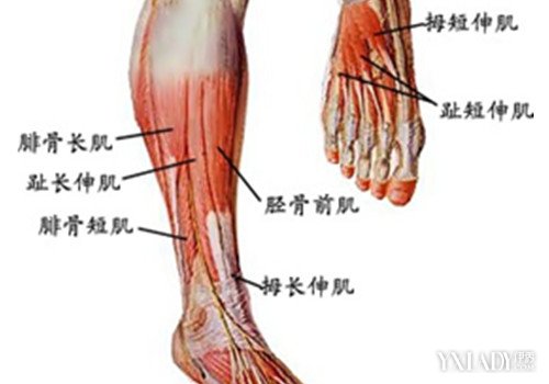 如果大腿和小腿的肌肉不发达,上身肌肉练得越好,人就越显得畸形.