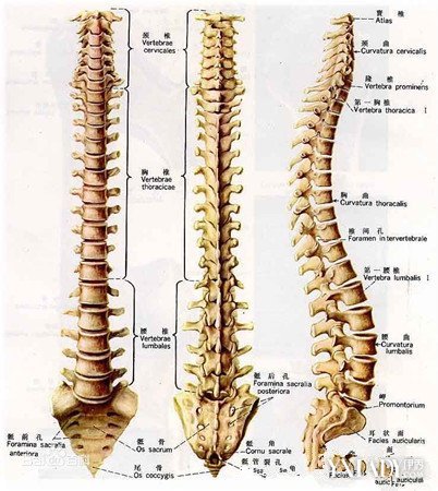 【图】人体正常脊柱图片分享 助你塑造标准脊椎状态