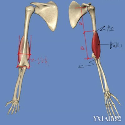 【图】你对人体结构的了解知多少 带你走进手臂骨骼结构图