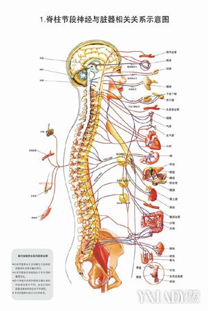 【图】分享正常脊柱图片 助你塑造标准脊椎形态