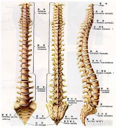 【图】分享正常脊柱图片 助你塑造标准脊椎形态
