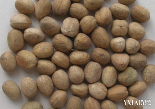 【图】吃巴豆可以减肥吗 详述巴豆的临床应用