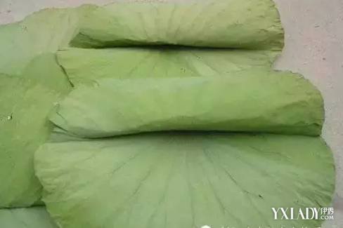 【图】喝干荷叶泡水能减肥 让你越来越瘦_喝干