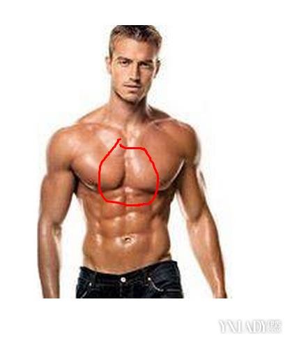 【图】胸肌中缝太宽怎么办? 如何打造完美胸肌