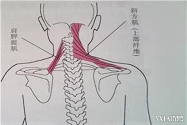 【图】肩胛提肌损伤的症状有哪些,该如何治疗肩胛提肌