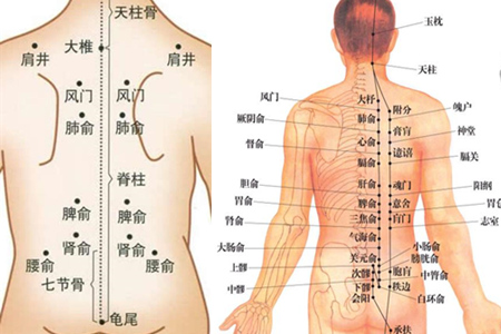 来源:站酷 在中医里,人体在耳部,手部,脚部,背部等区域都有反射区.
