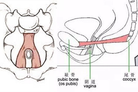 【图】pc肌肉是什么 你的性福它做主