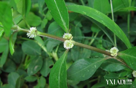 【图】揭秘节节花的功效与作用 好处虽多仍须适量食用