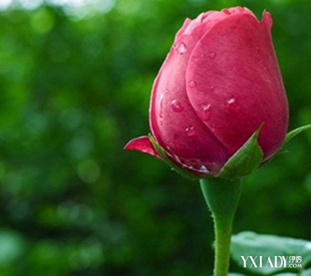 情人节送花代表什么意思 教你不同数量玫瑰数