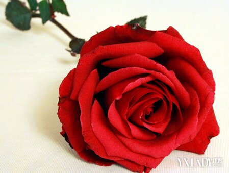 【图】情人节送玫瑰花给女生 男生必须知道的