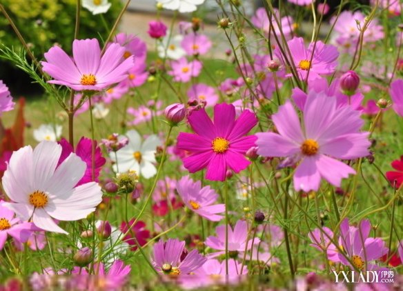 【图】格桑花的花语是什么 格桑花花语赏析(2