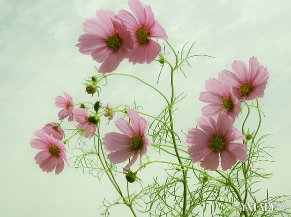 【图】格桑花的花语是什么 格桑花花语赏析