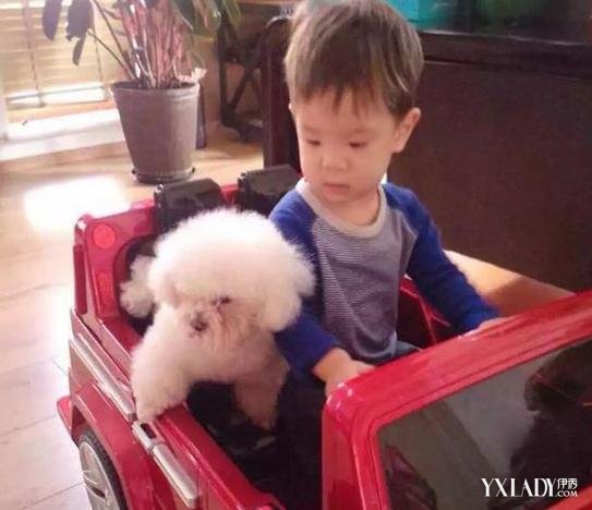 【图】霍思燕狗狗 三种类型的狗狗可爱至极(2