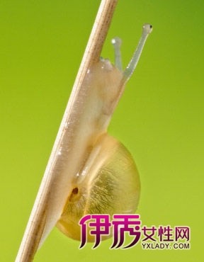 蜗牛护肤法