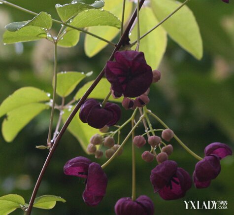 ľͨ�Ĺ�Ч������