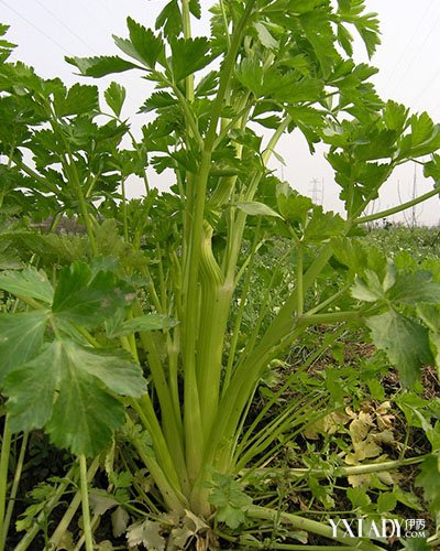 ���������ؾ�