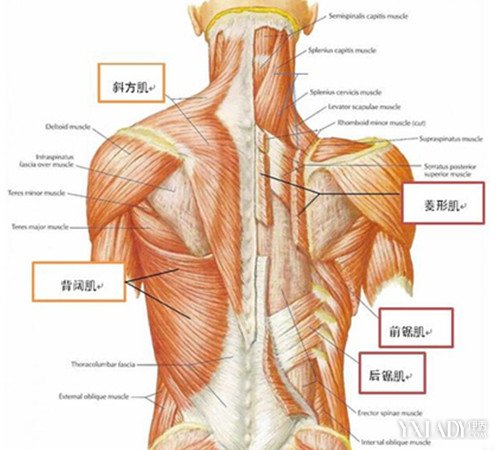 【图】后背肌的组图 4步练出性感背肌