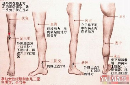 大腿内侧经络一按就疼图片