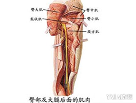 梨状肌检查图片