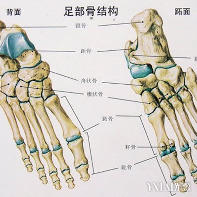 【图】足部骨骼结构图展示 男女脚的差异比较