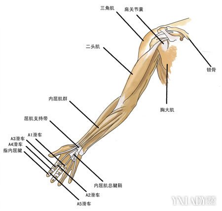 【图】手臂肌肉图解展示 11种方法助你快速练出肌肉