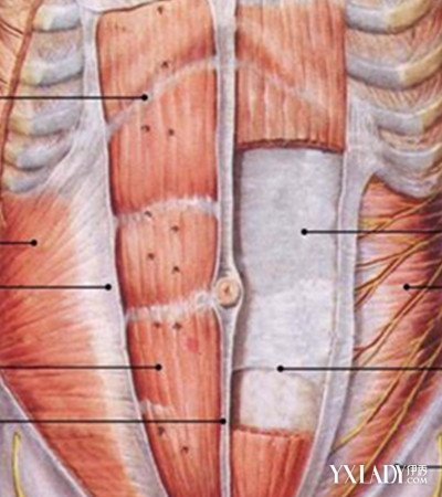 【图】介绍腹内斜肌的作用 核心训练不可放松