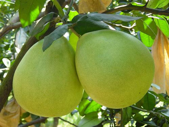 【图】吃什么水果可以丰胸最快? 4种丰胸水果