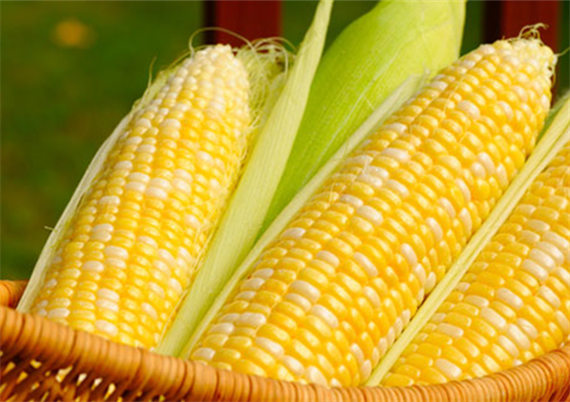 【图】女人减肥吃玉米好吗 如何吃玉米能达到
