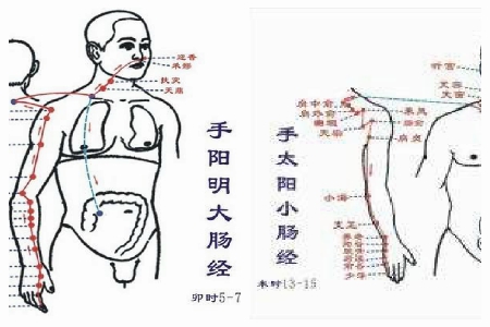 【图】手臂六条经络图 发现胳膊里的秘密